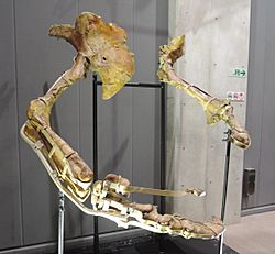 Archivo:Therizinosaurus arms