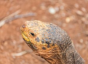 Archivo:Tortuga gigante de San Cristóbal (Chelonoidis chathamensis), isla Santa Cruz, islas Galápagos, Ecuador, 2015-07-26, DD 06