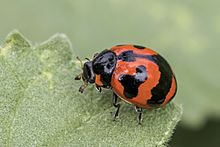 Transverse ladybird (Coccinella transversalis).jpg