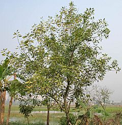 Archivo:Tree in Kolkata W IMG 4582