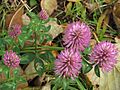 Trifolium pratense RF