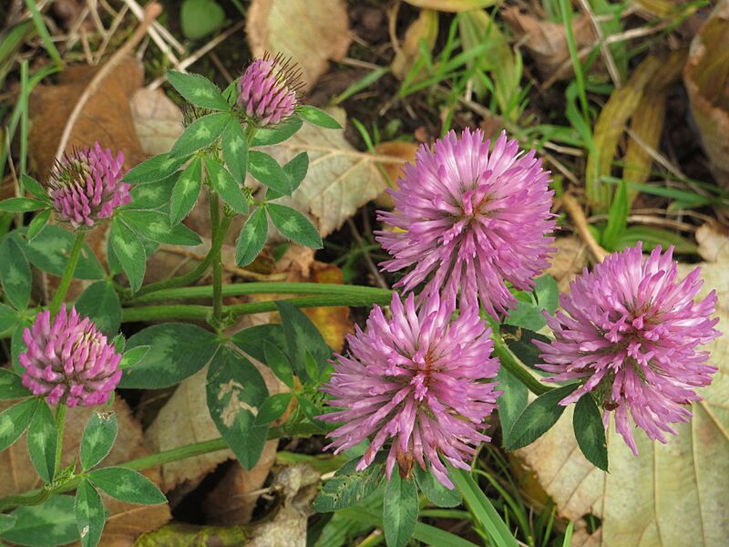 Trifolium pratense RF