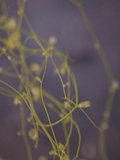 Archivo:Utricularia gibba2