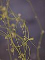 Utricularia gibba2