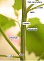 Vastago 2