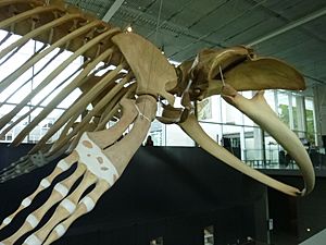 Archivo:Whale Skeleton at UBC's Beaty Biodiversity Museum