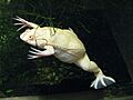 Xenopus laevis var albino