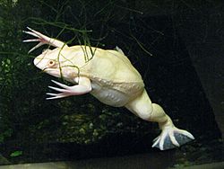 Archivo:Xenopus laevis var albino