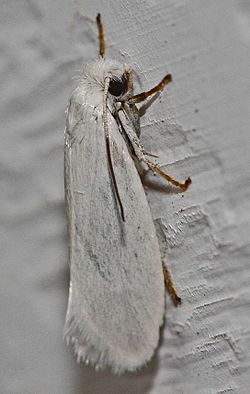 Yucca Moth - Tegeticula sp.?, Woodbridge, Virginia.jpg