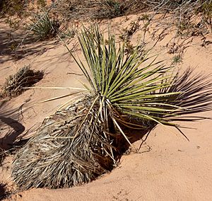 Archivo:Yucca utahensis 3