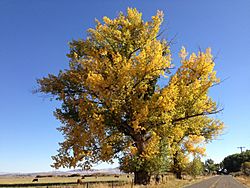 2014-10-09 15 30 44 Cottonwood during autumn leaf coloration along Hinkey Summit Road just north of Paradise Valley, Nevada.JPG