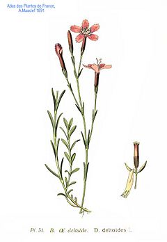 Archivo:51 Dianthus deltoides L