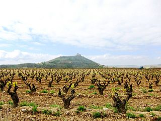 A Rioja Vineyard - panoramio.jpg