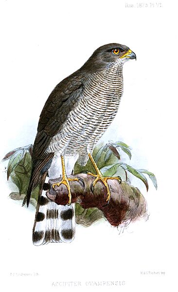 AccipiterOvampensisKeulemans