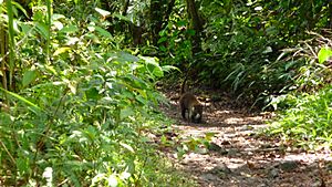Archivo:Agouti - Parc Volcan Arenal - CR
