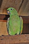 Amazona farinosa DT -S Bataboro- 1112 (2) (20661740419).jpg