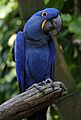 Anodorhynchus hyacinthinus -Disney -Florida-8