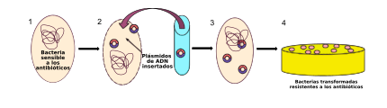 Archivo:Artificial Bacterial Transformation es