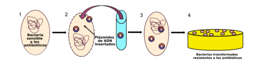 Artificial Bacterial Transformation es