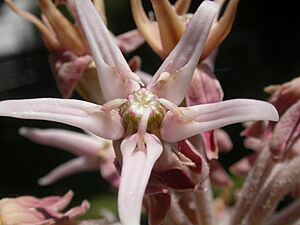 Archivo:Asclepias speciosa (5257740535)