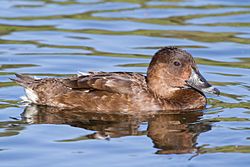 Aythya australis - Perth.jpg