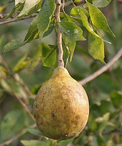 Archivo:Bael (Aegle marmelos) fruit at Narendrapur W IMG 4099