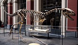 Berlin Museum für Naturkunde Elaphrosaurus.jpg