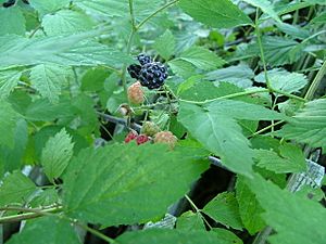 Archivo:Black Raspberries, Underhill