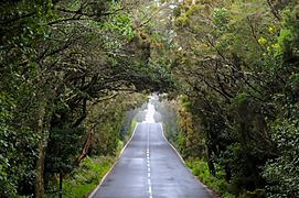 Blick auf die Straße GM-1 im Nationalpark Garajonay auf La Gomera, Spanien (48293712406)