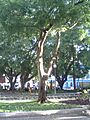 Brazilwood tree in Vitória, ES, Brazil