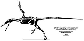 Archivo:Buitreraptor gonzalezorum