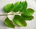 Bursera simaruba feuilles