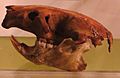 Canariomys bravoi skull