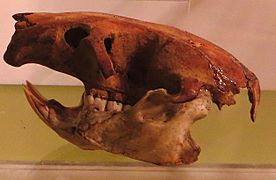 Canariomys bravoi skull