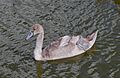 Cisne (Cygnus olor), Siauliai, Lituania, 2012-08-09, DD 07