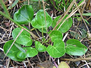 Archivo:Cochlearia officinalis