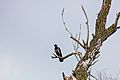 Corneja gris (Corvus cornix), Delta del Danubio, Rumanía, 2016-05-28, DD 26