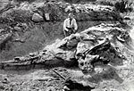 Archivo:Corythosaurus excavation
