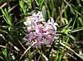 Daphne striata 100604