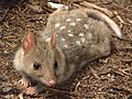 Dasyurus viverrinus