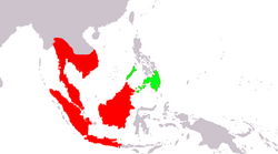 Cynocephalus volans (verde); Galeopterus variegatus (rojo)