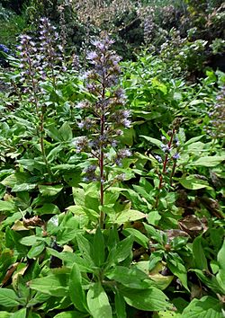 Echium strictum kz1.JPG