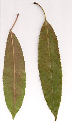Archivo:Elaeocarpus kirtonii - leaves