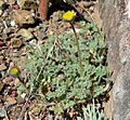 Erigeron vagus 1