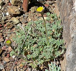 Erigeron vagus 1.jpg