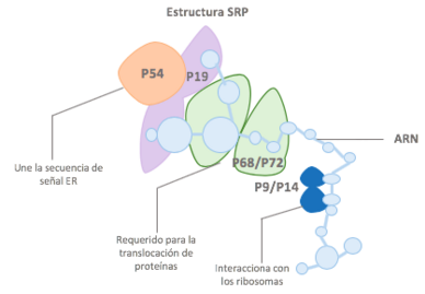 Archivo:Estructura SRP