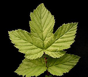 Archivo:Filipendula ulmaria 08 ies
