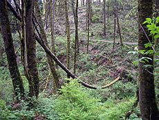 Archivo:Forest park second growth bowed fallen alder P3910