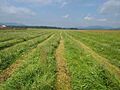 Freshly cut hay in alpine meadows in the mountainous region of Buryatia