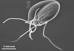 Giardia muris trophozoite SEM 11643.jpg